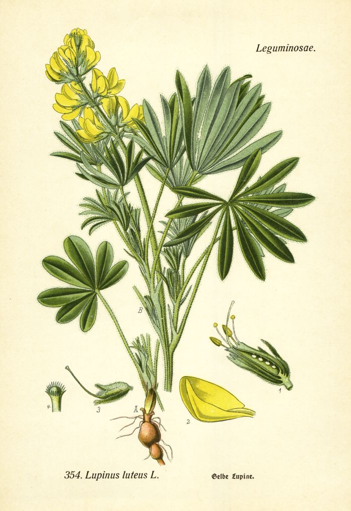 Lupine