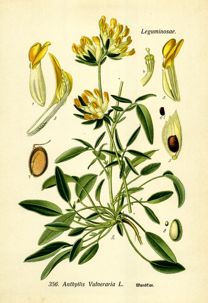 Wundklee