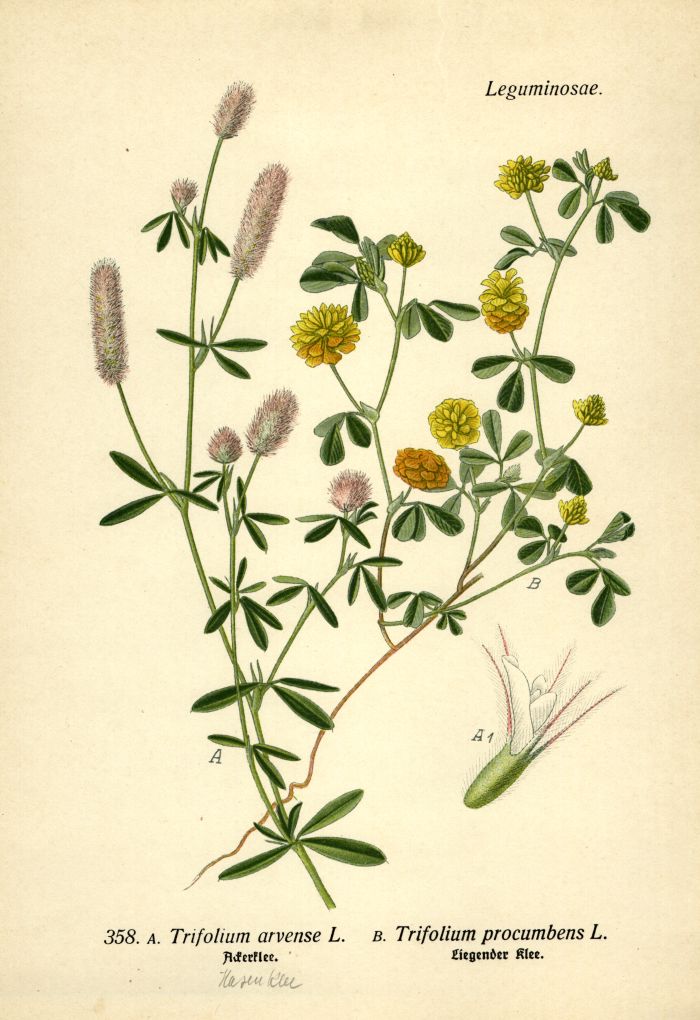 Liegender Klee