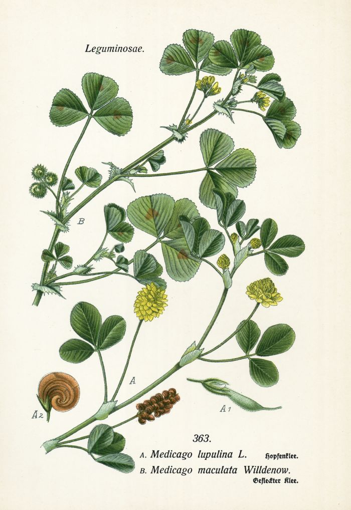 Hopfenklee