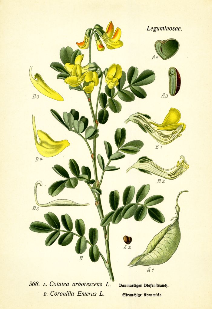 Blasenstrauch