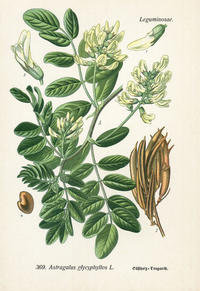 Traganth