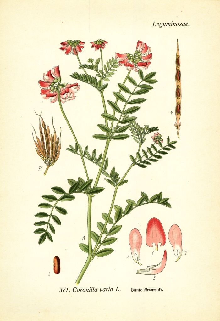 Kronwicke
