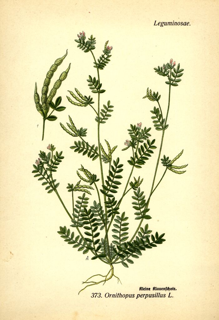 Klauenschote