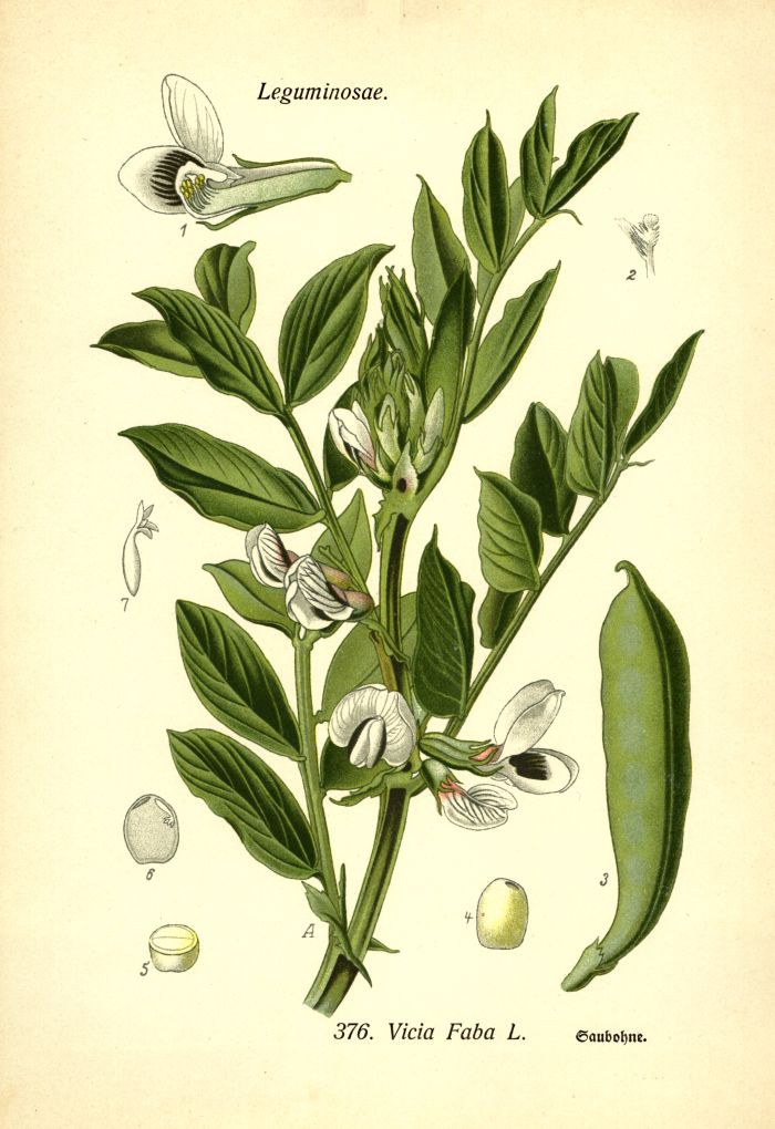 Saubohne