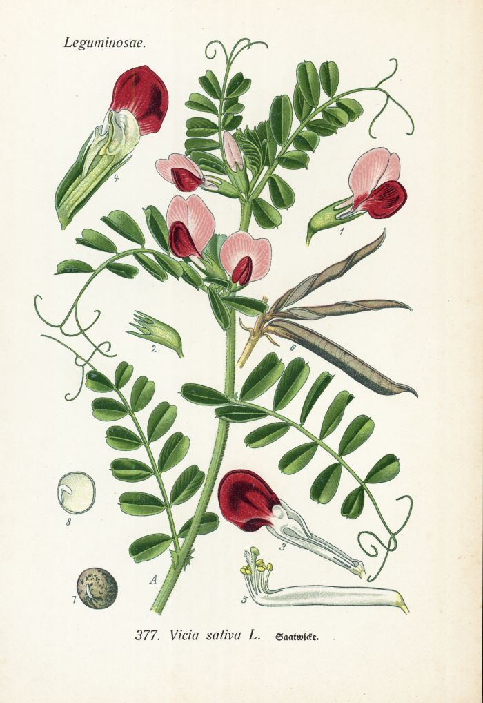 Saatwicke