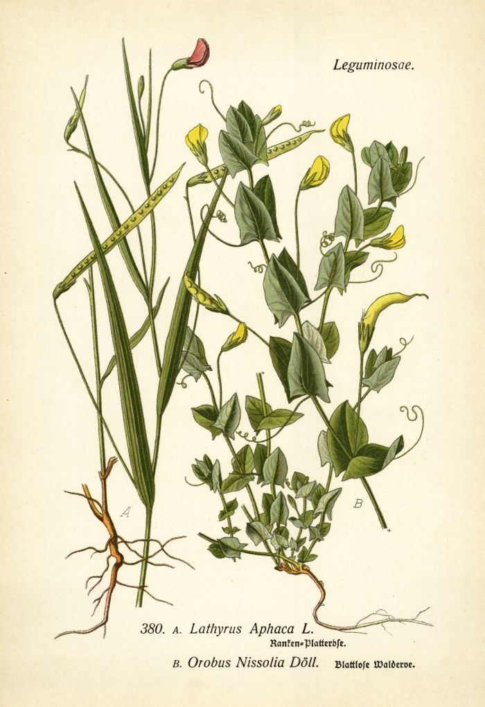 Platterbse