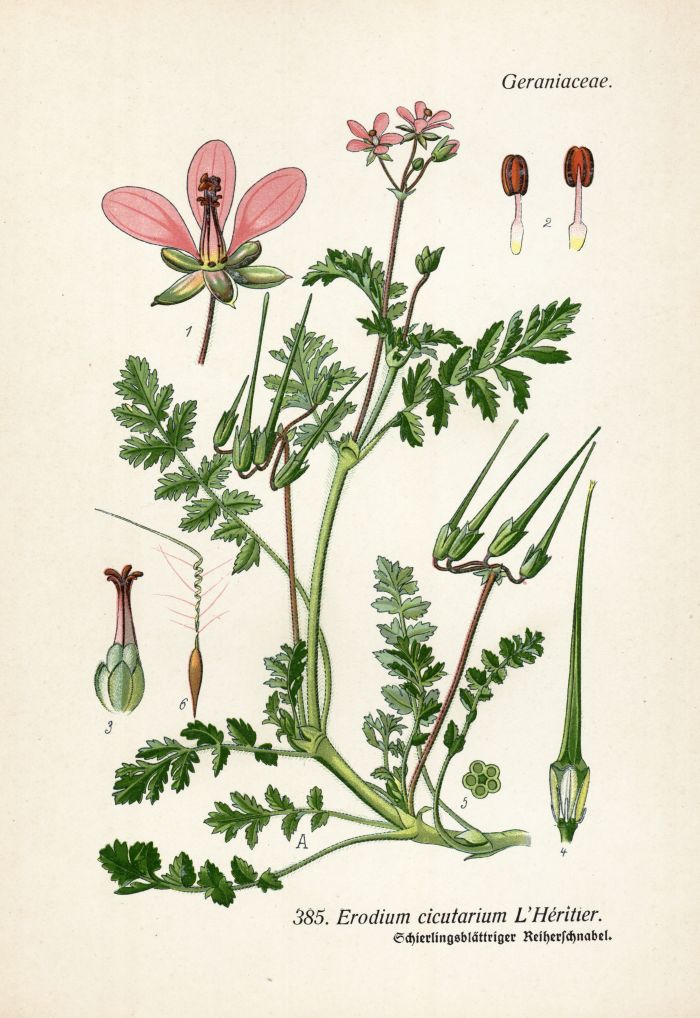 Reiherschnabel