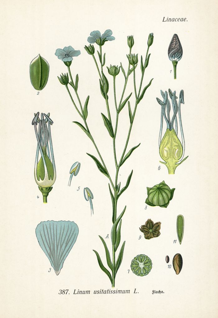Flachs