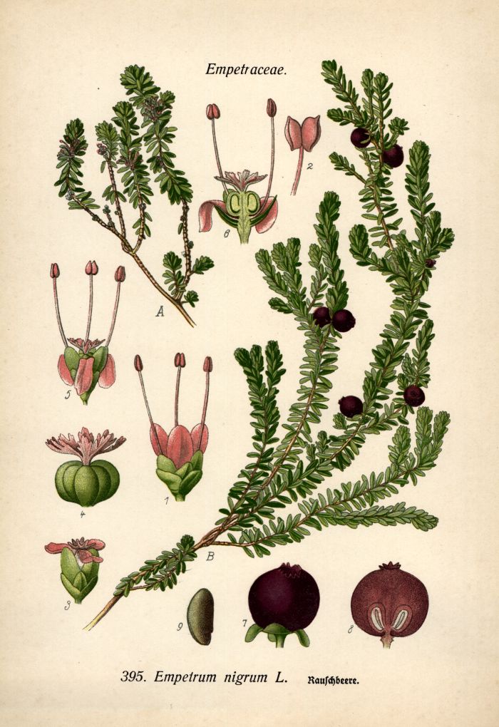 Rauschbeere