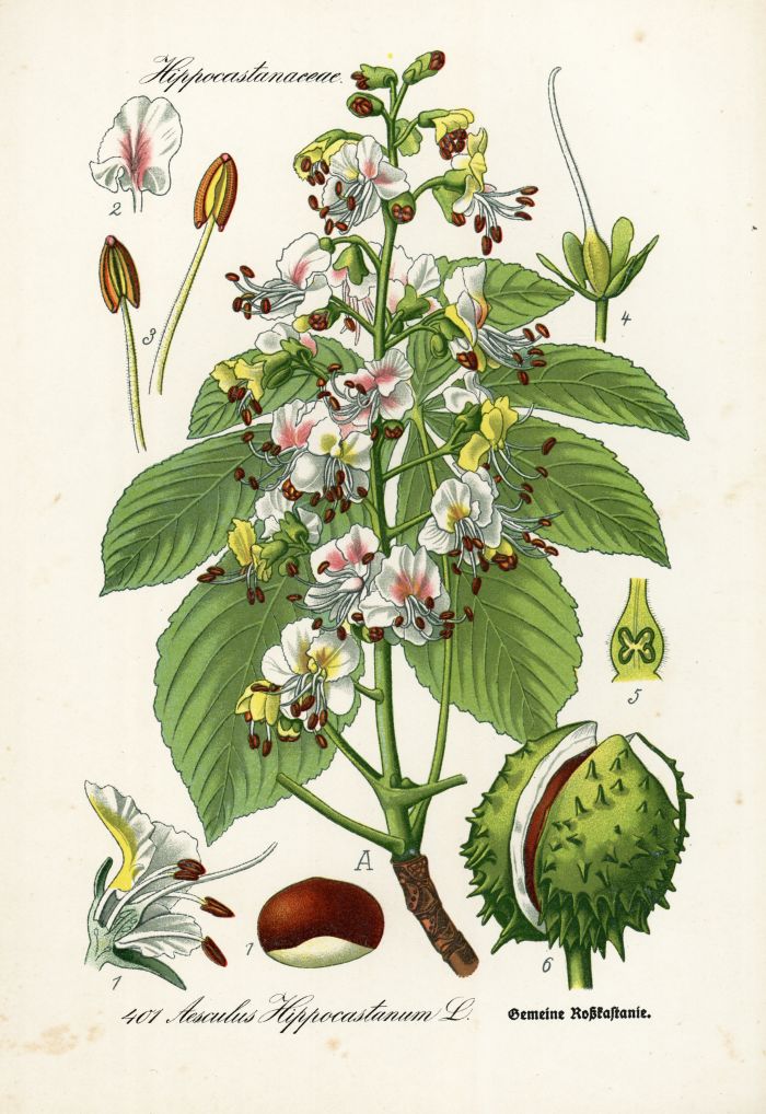 Rosskastanie