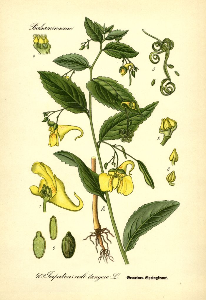 Springkraut
