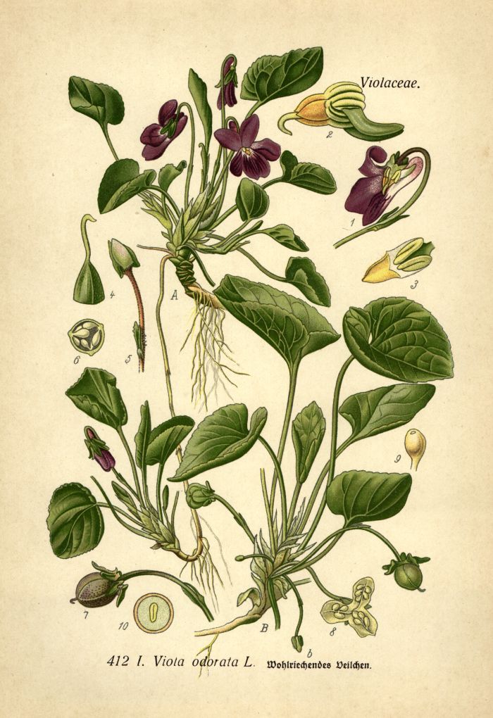 Veilchen