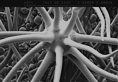 Sternhaar an der Unterseite eines Blattes