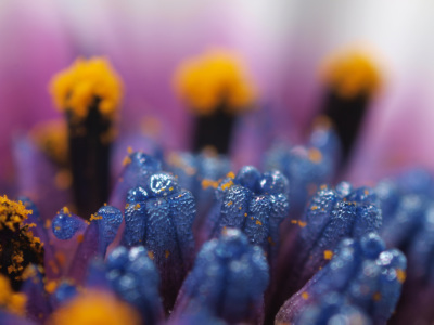 Bl&uuml;te einer Bornholm-Margerite