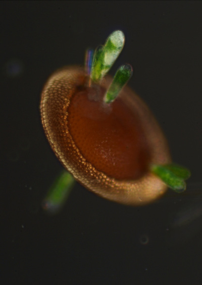 Flottoblast eines Moostierchens