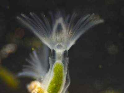 Moostierchen Plumatella repens