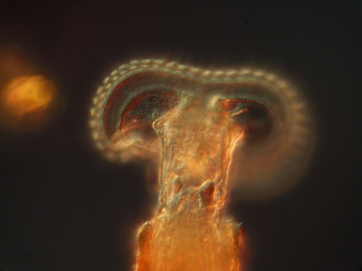 R&auml;dertier der Gattung Limnias