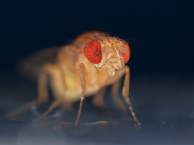 Fruchtfliege (Drosophila)