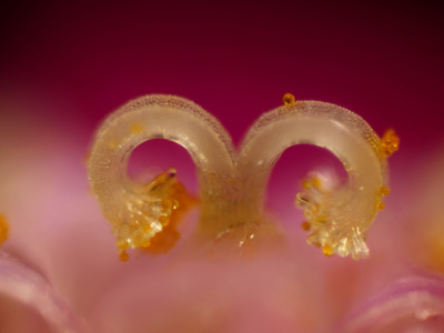 Stempel einer Schafgarbe mit einigen Pollen
