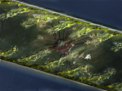 Fadenalge Spirogyra