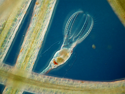 R&auml;dertierchen Stephanoceros fimbriatus