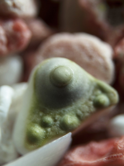 Strandsand mit Teil einer Seeigelschale