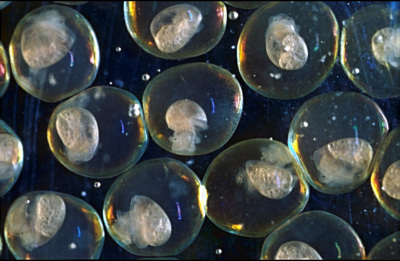 Embryonen im Wasserschneckengelege