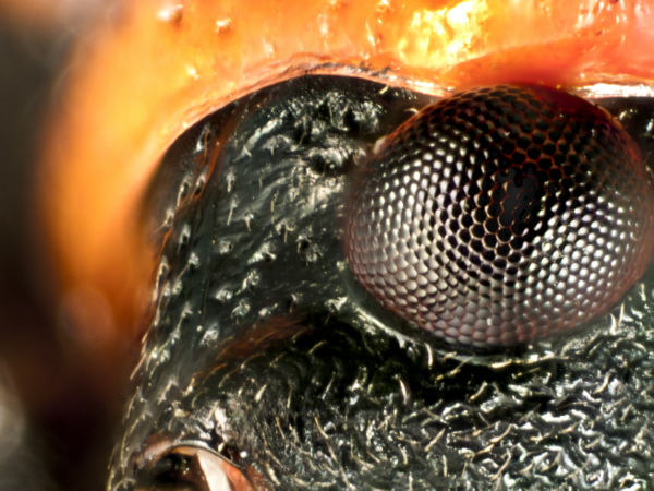 Auge einer Feuerwanze