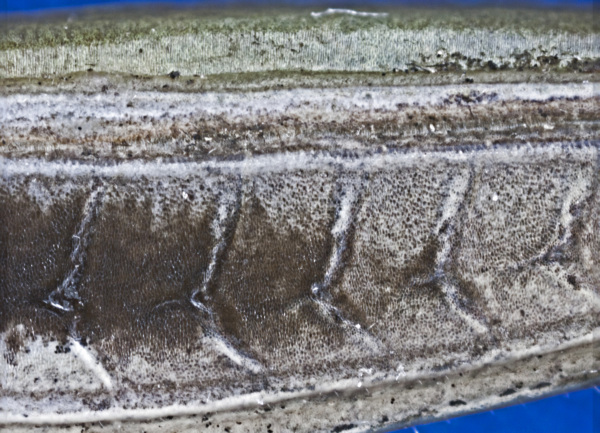 Der gemeine Grashüpfer