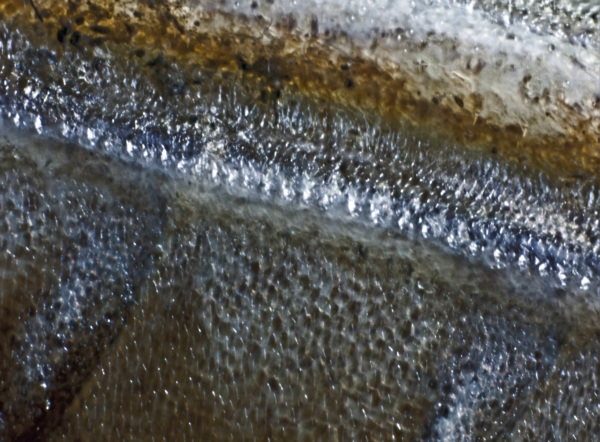 Der gemeine Grashüpfer - Stridulationsapparat