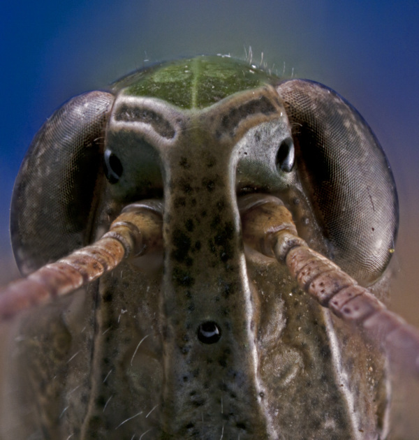 Der gemeine Grash&uuml;pfer