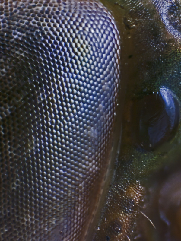 Der gemeine Grash&uuml;pfer