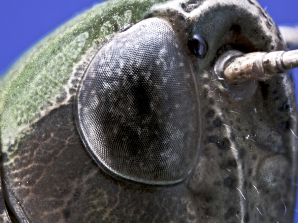 Der gemeine Grash&uuml;pfer