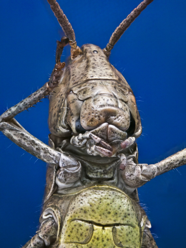 Der gemeine Grash&uuml;pfer