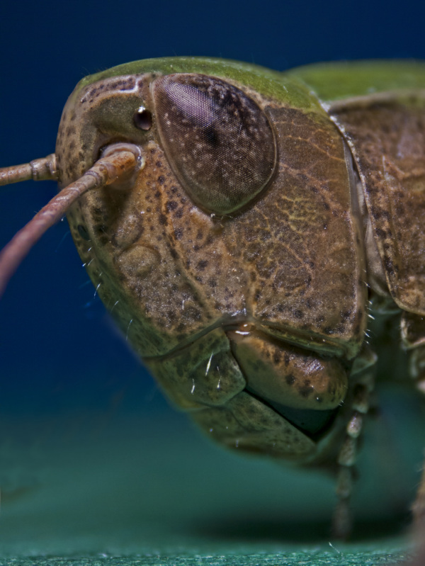 Der gemeine Grash&uuml;pfer