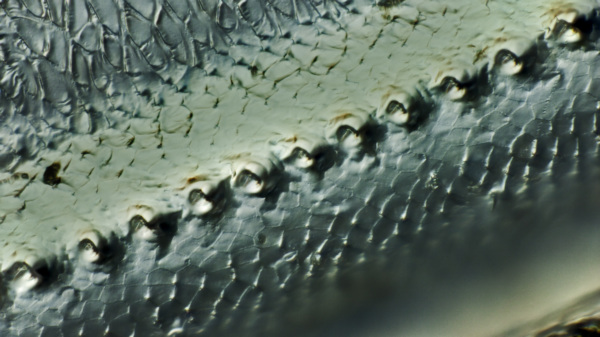 Der gemeine Grash&uuml;pfer - Stridulationsleiste am Bein