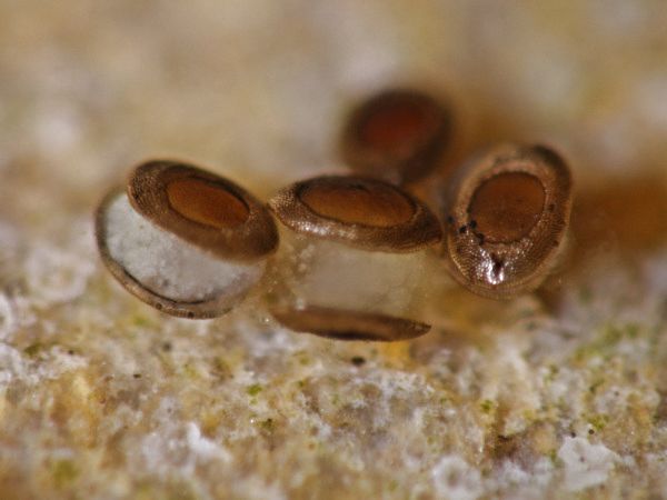 Auskeimende Flottoblasten