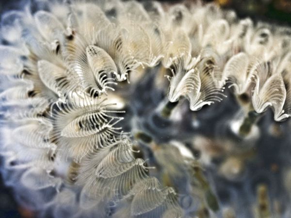 Moostierchen Cristatella mucedo