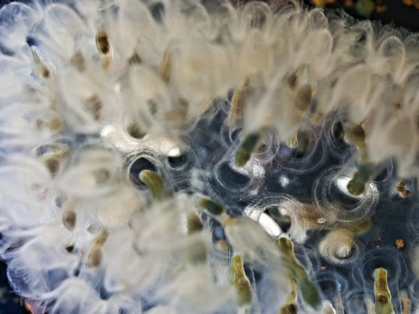 Moostierchen Cristatella mucedo