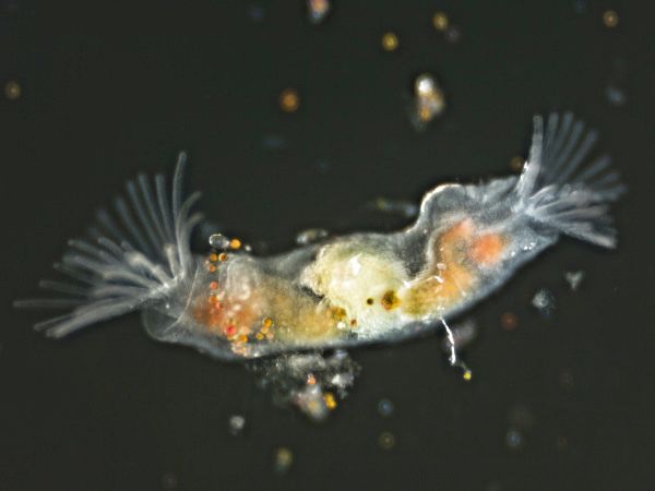 Moostierchen Plumatelle repens