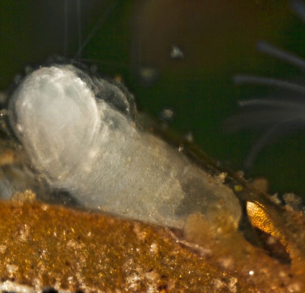 Plumatella repens - Schw&auml;rmer