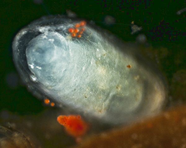 Plumatella-Schwärmer