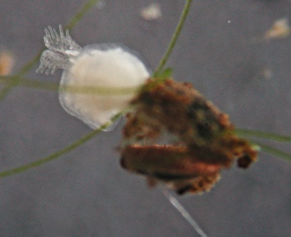 Keimender Flottoblast