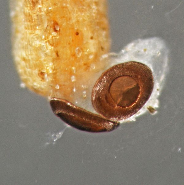 Ausschl&uuml;pfender Flottoblast