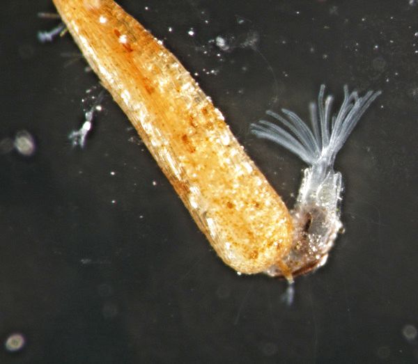 Flottoblast, aus dem sich ein Jungtier entwickelt hat