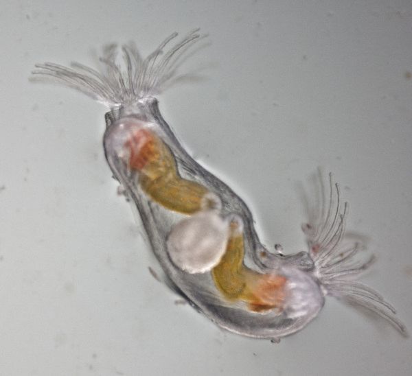 Moostierchen Plumatella repens