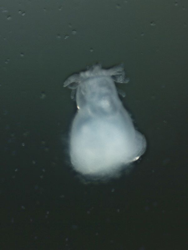 Schw&auml;rmer von Plumatella repens