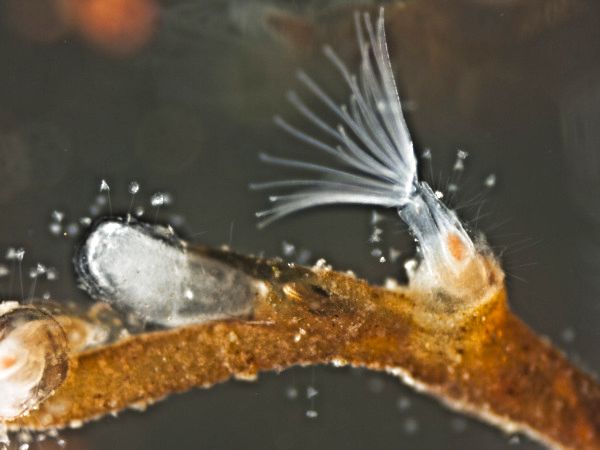 Plumatella repens - Schw&auml;rmerbildung