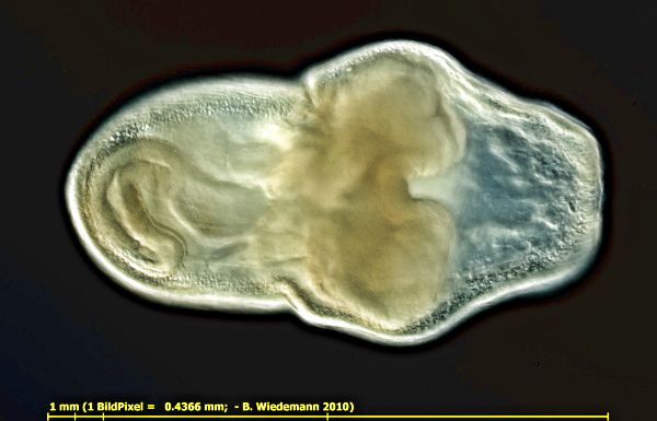 Schwärmer von Plumatella repens